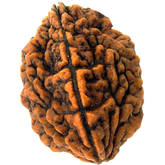 11 முக ருத்ராட்சம்